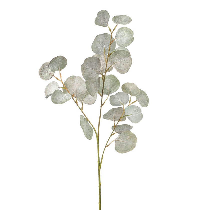 Pale Green Eucalyptus Stem